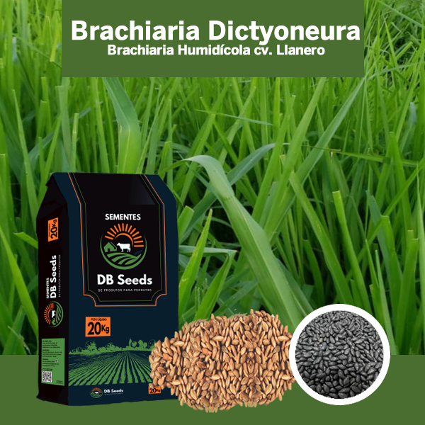 DB Seeds - Brachiaria Dyctioneura
